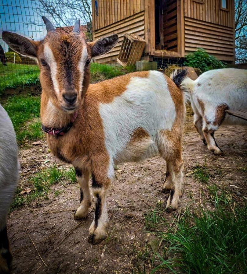 Glamping Gozdna Jasa Ξενοδοχείο Bovec Εξωτερικό φωτογραφία